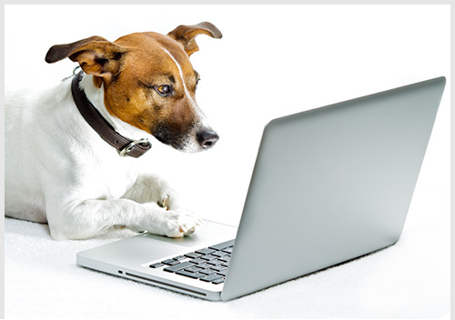 Hund sitzt vor einem Laptop
