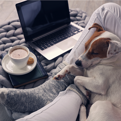 Frau, die zu Hause mit ihrem Hund gemütlich vor dem Laptop sitzt und Kakao trinkt 